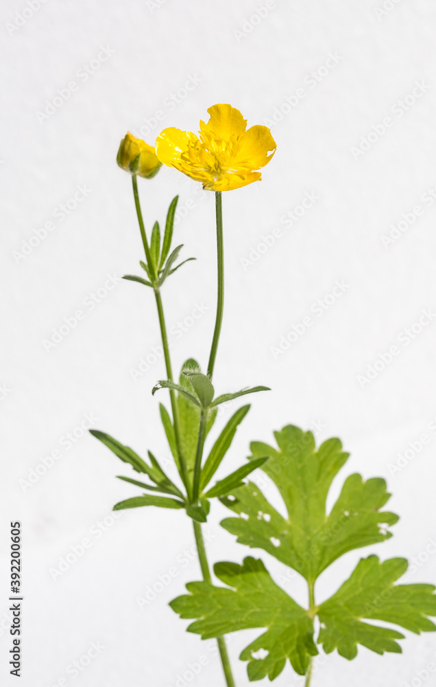 ranunculus bulbosus isolatoi con fiore giallo ranunculus bulbosus isolatoi con fiore giallo