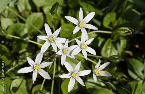 gruppo di  ornithogalum umbellatum a fiori bianchi
