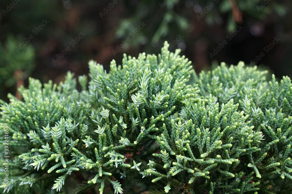 Closeup pine tree - nature green color in the garden at bana hill danang vietnam - Floral backdrop and beautiful detail
Closeup pine tree - nature green color in the garden at bana hill danang vietnam - Floral backdrop and beautiful detail