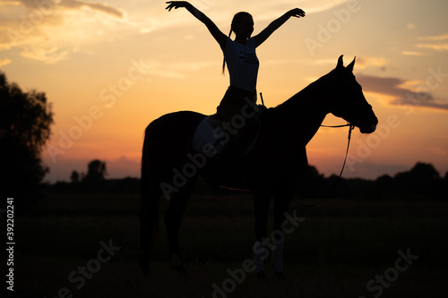 horse on sunset