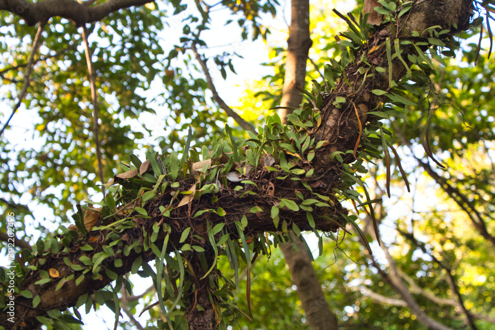 Fototapeta premium branches in the sun, in Devil's Peak, Yau Tong, Hong Kong