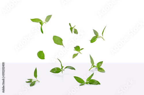 Basil  Ocimum basilicum  leaves are flying in white background. Real shoot