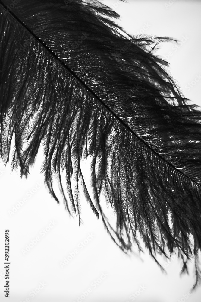 Obraz premium Feather