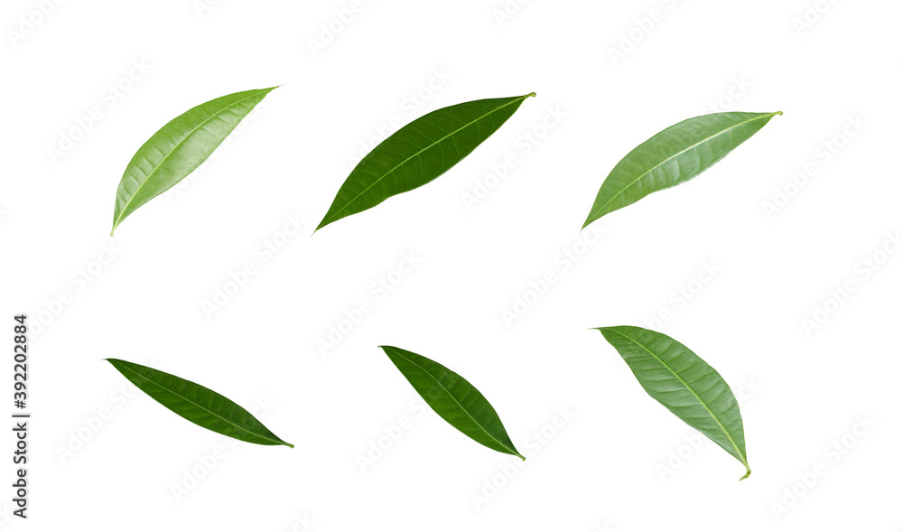 Leaves of the Lonicera japonica plant, a very popular ornamental plant in Vietnam. Real Shooting Leaves of the Lonicera japonica plant, a very popular ornamental plant in Vietnam. Real Shooting