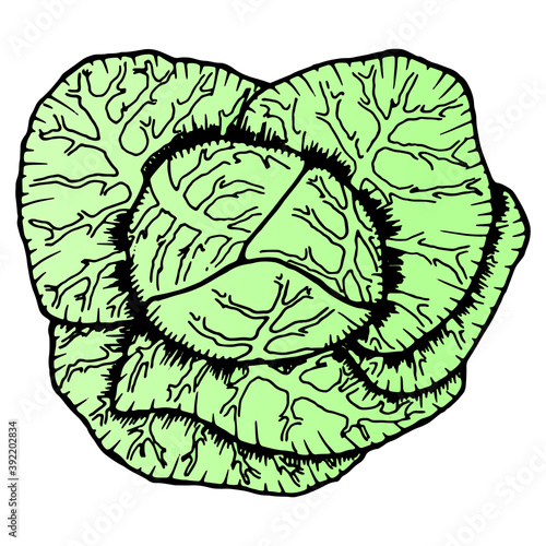 Cabbage. Vector illustration of cabbage. Hand drawn cabbage isolated on white.