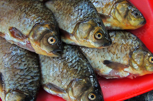 Fototapeta Naklejka Na Ścianę i Meble -  fresh fish carp