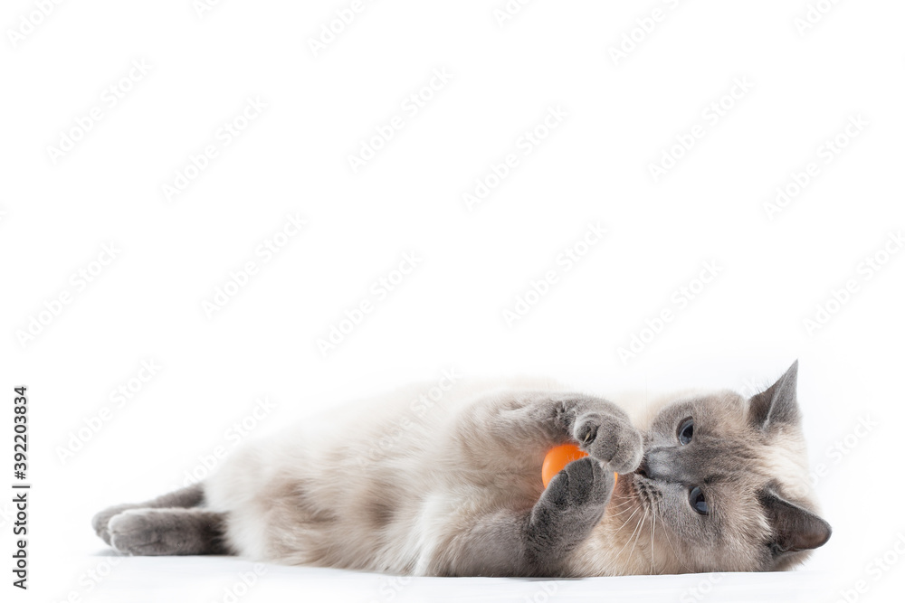 A Thai cat lies and plays with an orange ball with its front paws