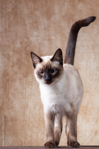 Slender Thai cat on a brown vintage shabby background. © Ekaterina Kolomeets