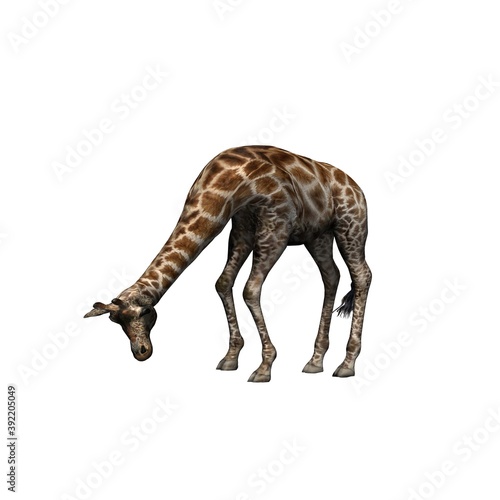 Wild animals - giraffe - isolated on white background - 3D illustration