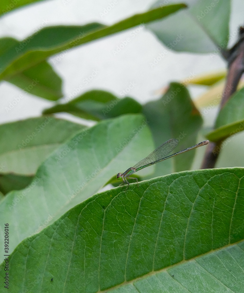 dragonfly on leaf, macro nature photography dragonfly on leaf, macro nature photography