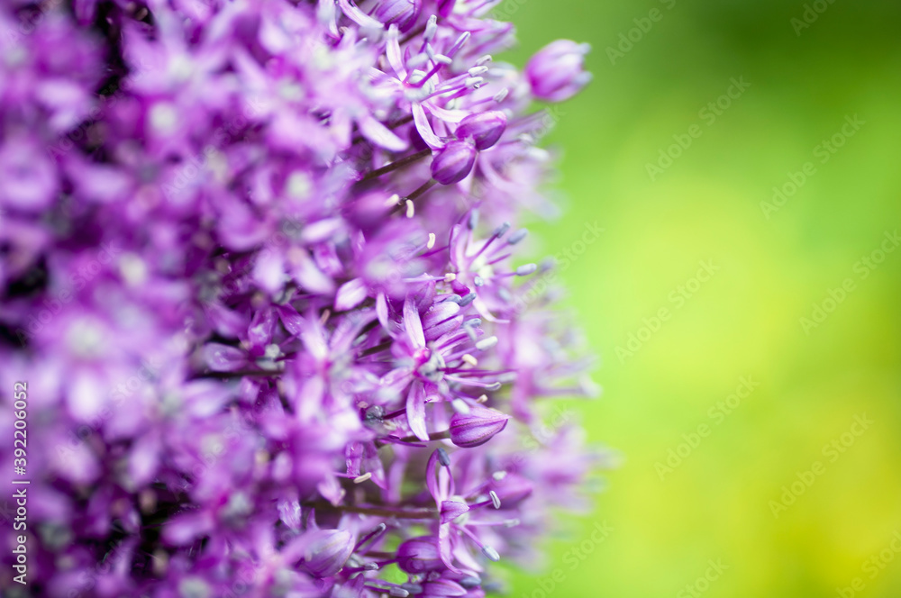 decorative garlic in the garden decorative garlic in the garden