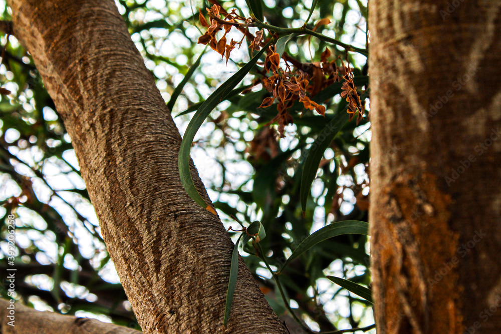 Fototapeta premium Tree in the park.