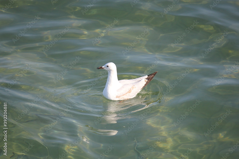 Silver Gull (Larus novaehollandiae) on the surface of the ocean Silver Gull (Larus novaehollandiae) on the surface of the ocean