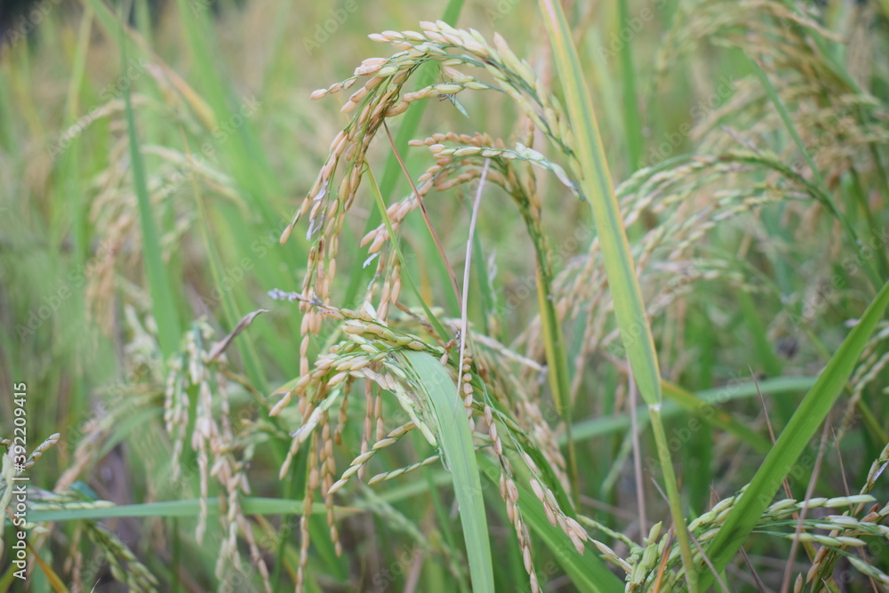 The rice is about to ripen. And it is golden in color The rice is about to ripen. And it is golden in color