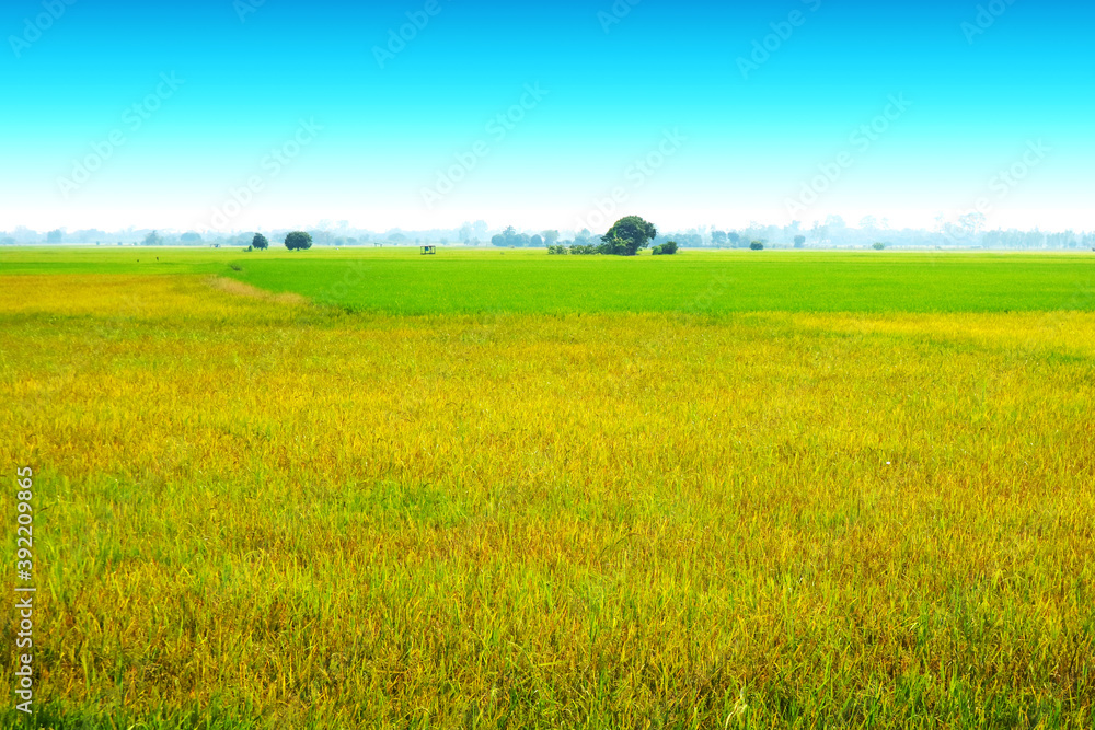 Fototapeta premium beautiful agriculture jasmine rice farm and soft fog in the morning blue sky white cloud
