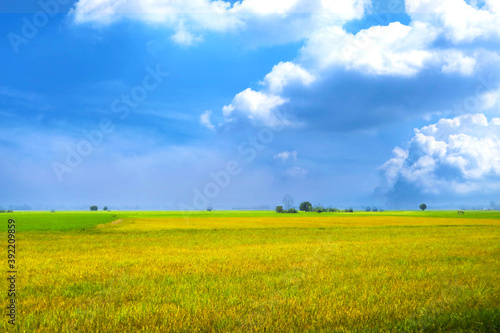 beautiful agriculture jasmine rice farm in the morning dark blue sky white cloud