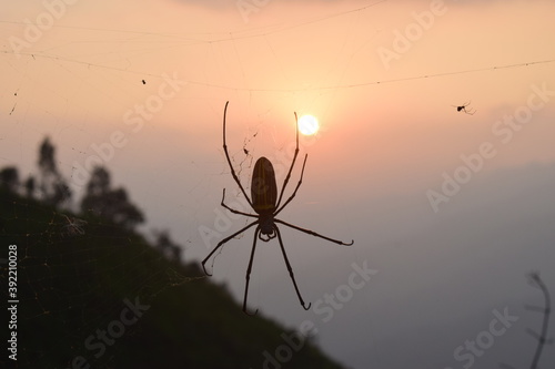 Photo of spiders and nets taken at sunset