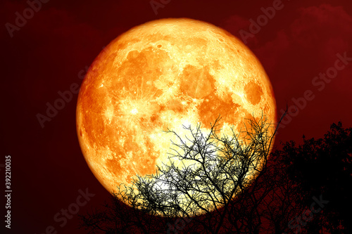 sturgeon blood moon and silhouette tree in the night sky