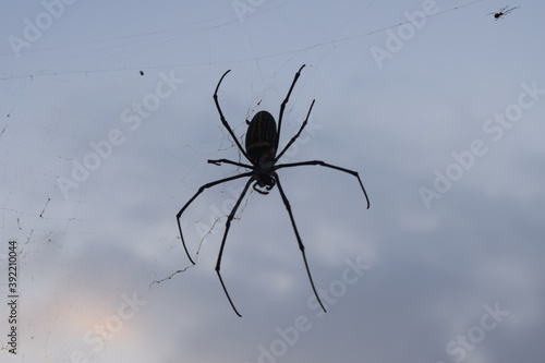 Photo of sunset with spider and spider wives