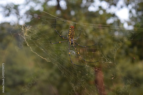 Big spider on a web. Vietnam, Dalat. beautiful small bokeh