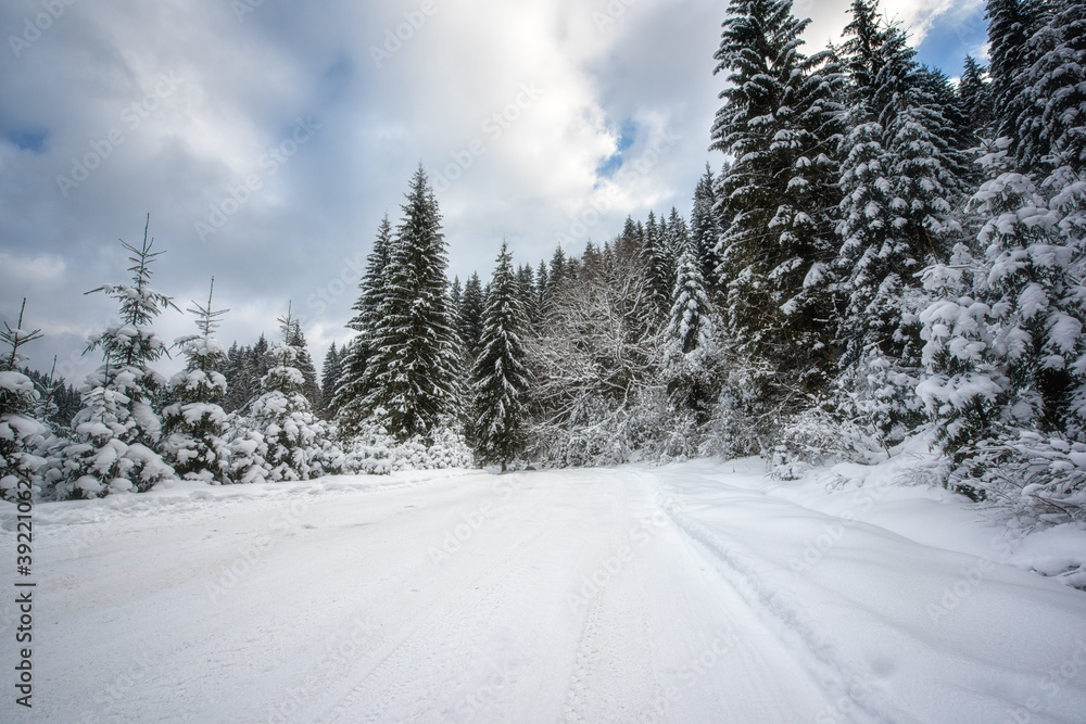 Mountain road through the snowy fir forest, scenic winter landscape with snow, trees and sky during snowfall, outdoor travel background, Carpathian mountains Mountain road through the snowy fir forest, scenic winter landscape with snow, trees and sky during snowfall, outdoor travel background, Carpathian mountains
