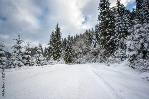 Mountain road through the snowy fir forest, scenic winter landscape with snow, trees and sky during snowfall, outdoor travel background, Carpathian mountains