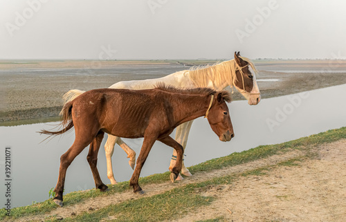 Beautiful photo of two young and healthy horses of different ethnicity, white and brown, strolling together at countryside in evening and posing with confident alongside a river bank. - Image. photo
