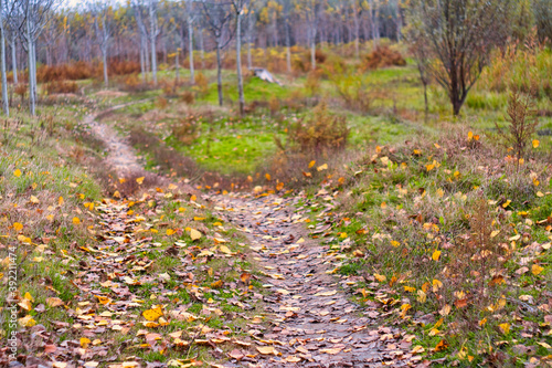 Bright and colorful fall leaves on the forest path on a sunny autumn morning in Serbia photo