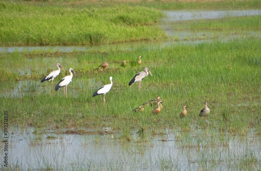 Group of White storks (ciconia ciconia) looking for food on green meadow. Group of White storks (ciconia ciconia) looking for food on green meadow.