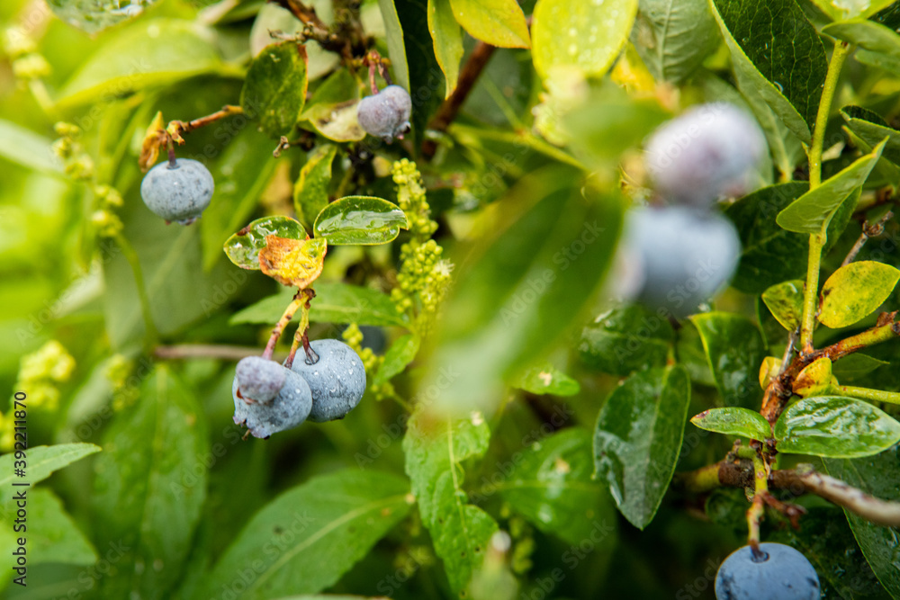 borówki, blueberries borówki, blueberries