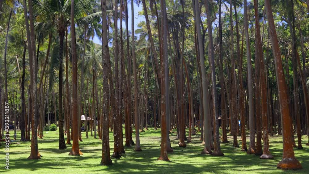 Anse des Cascades palm trees in Sainte-Rose on Reunion Island Anse des Cascades palm trees in Sainte-Rose on Reunion Island