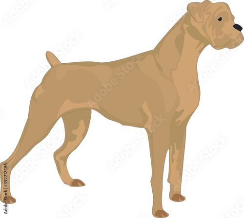 illustration of a dog