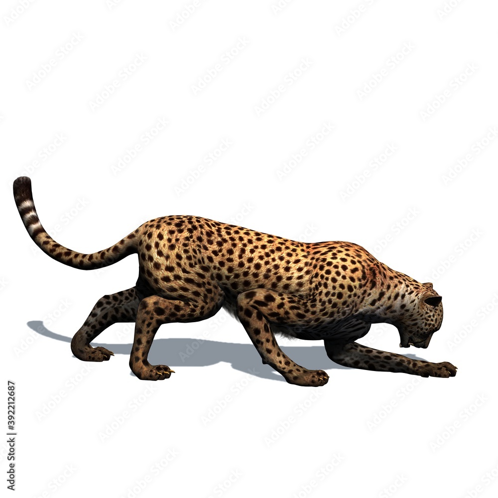 Wild animals - cheetah with shadow on the floor - isolated on white background - 3D illustration Wild animals - cheetah with shadow on the floor - isolated on white background - 3D illustration