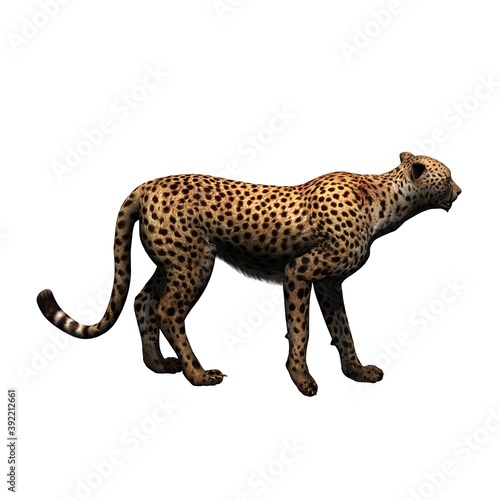 Fototapeta Naklejka Na Ścianę i Meble -  Wild animals - cheetah - isolated on white background - 3D illustration