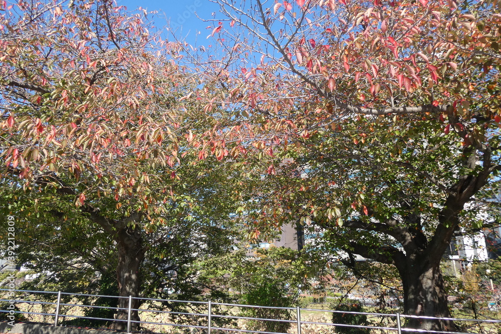 Naklejka premium Autumn Leaves Japan