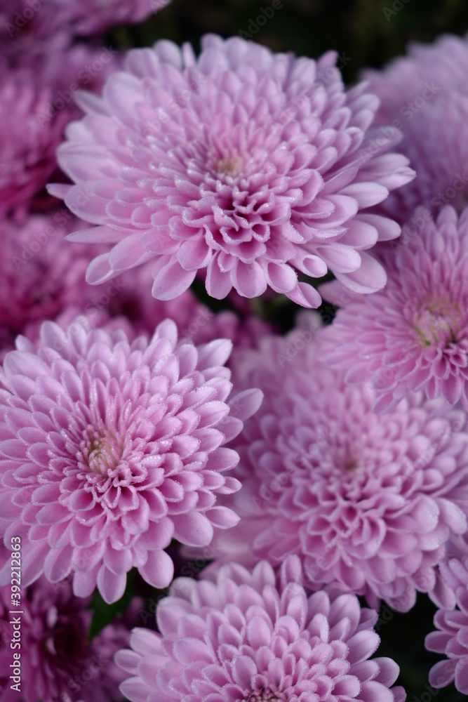 Pink Chrysanthemums / Cheryl Pink flowers in the cold fall garden Pink Chrysanthemums / Cheryl Pink flowers in the cold fall garden