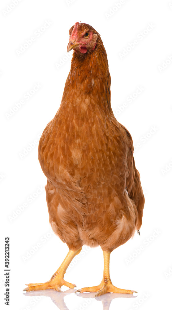 Fototapeta premium one brown chicken isolated on white background, studio shoot