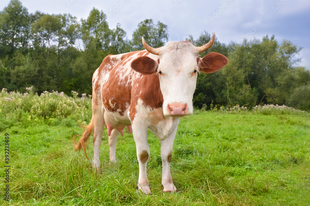 Red spotted cow grazing on the field with green grass. Farm animals. Cow on farm