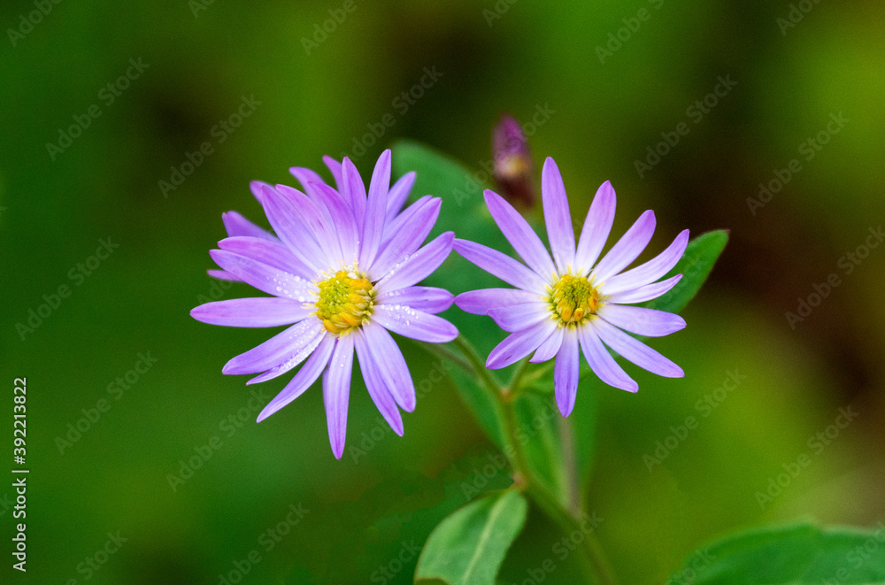 上高地の高山植物、薄紫色のノコンギク。Aster microcephalus var. ovatus。野紺菊。キク科。野生ノコンギク。 上高地の高山植物、薄紫色のノコンギク。Aster microcephalus var. ovatus。野紺菊。キク科。野生ノコンギク。