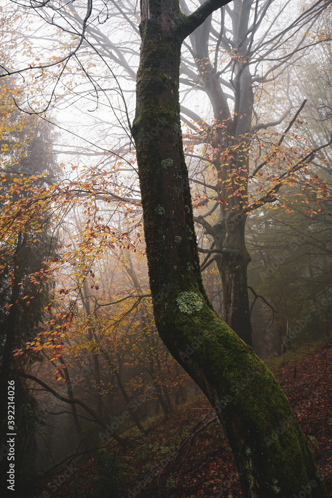 trees with yellow and brown leaves in the mountain in autumn season, autum leaves and autumn colors