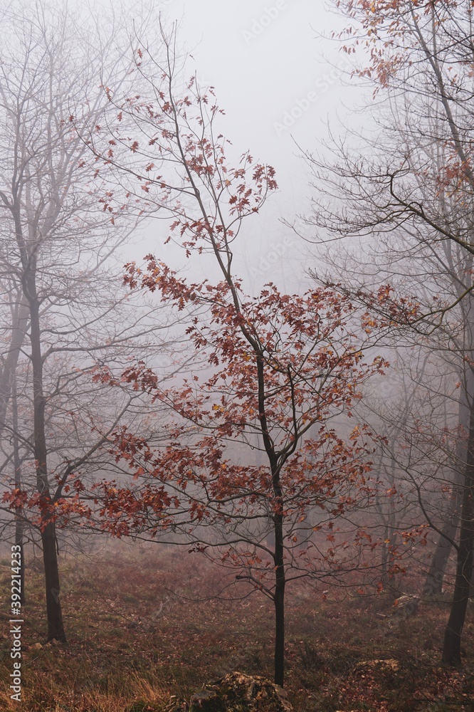 trees with yellow and brown leaves in the mountain in autumn season, autum leaves and autumn colors trees with yellow and brown leaves in the mountain in autumn season, autum leaves and autumn colors