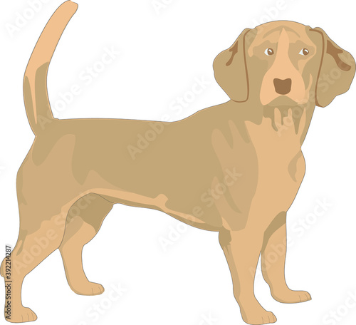 Vector illustration of dog