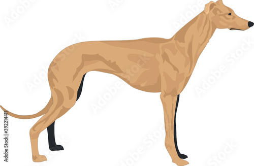 Vector illustration of dog