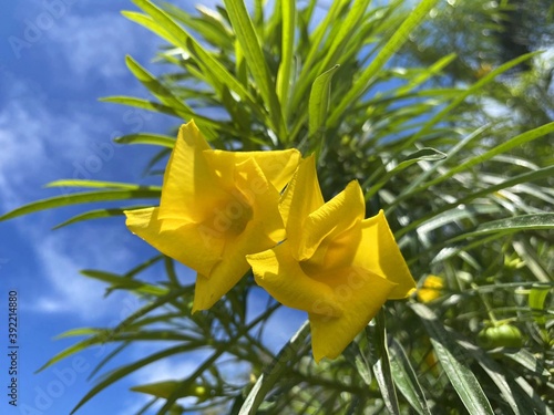 yellow cascabela thevetia flower in nature garden photo