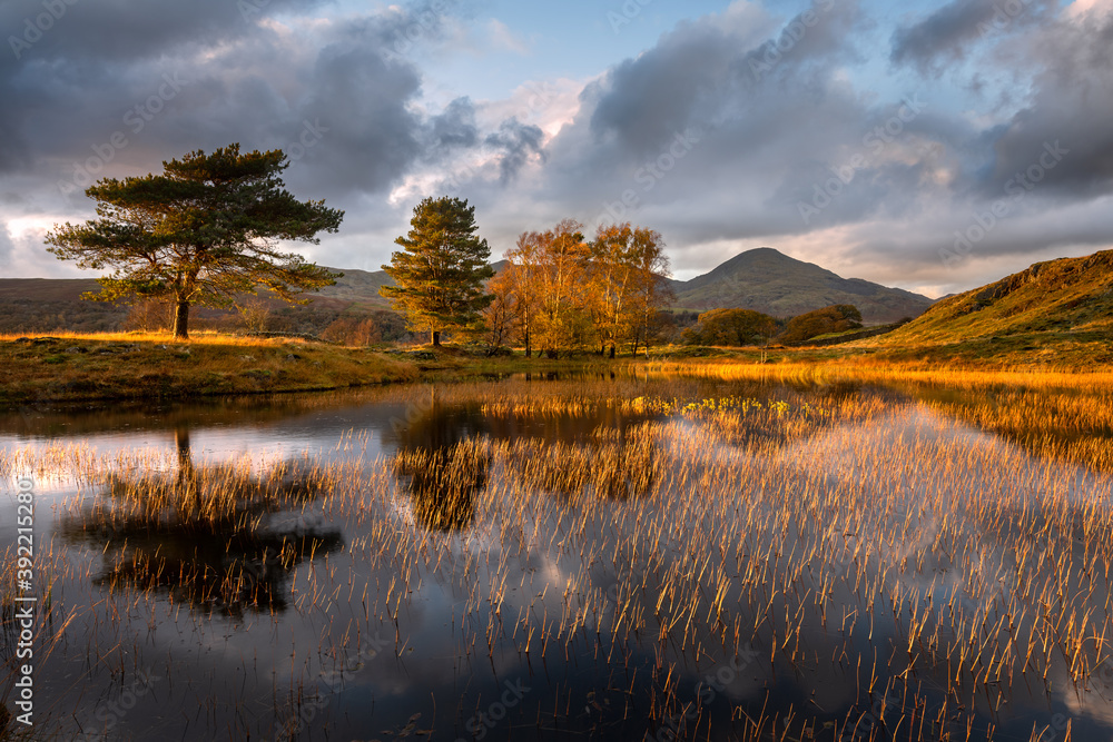 Autumn golden light shining on reeds in water at Kelly Hall Tarn in the Lake District.