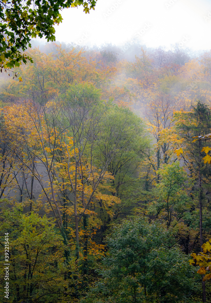 Mystical Autumn Forest with Fog