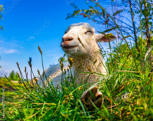 Cute smiling lamb laying in green grass at field at sunny day. Happy white sheep enjoying life in meadow. Farm. Funny animal relaxing at nature at summer. Country, rural concept. Ewe. Farming concept.