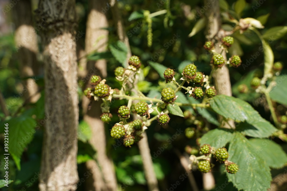 a bunch of green blackberries growing in the garden. a bunch of green blackberries growing in the garden.