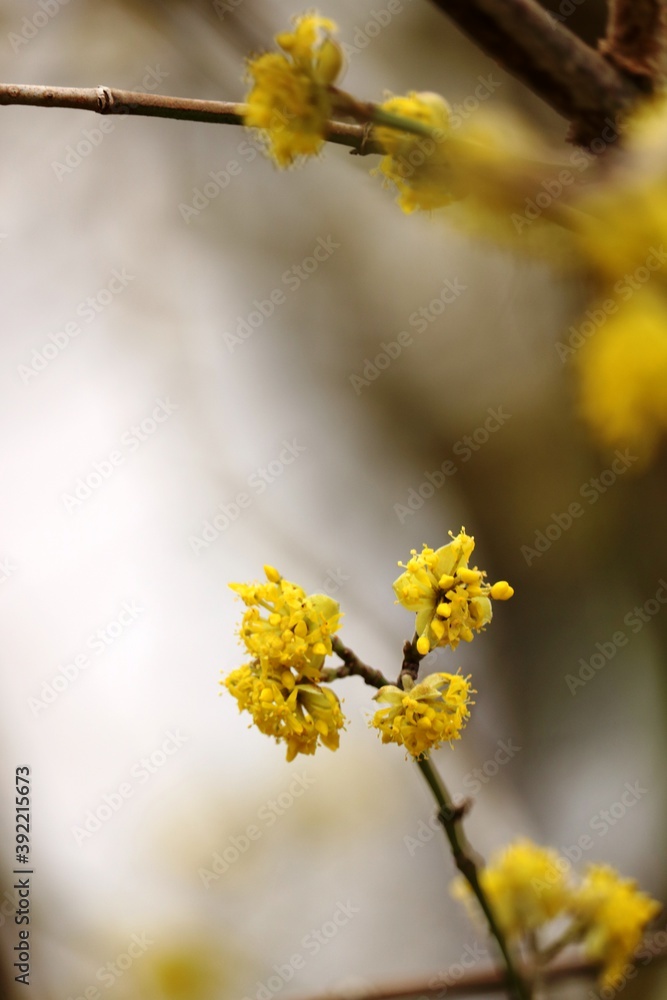Viernheims Blüten Viernheims Blüten
