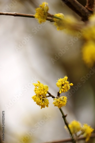 Viernheims Blüten